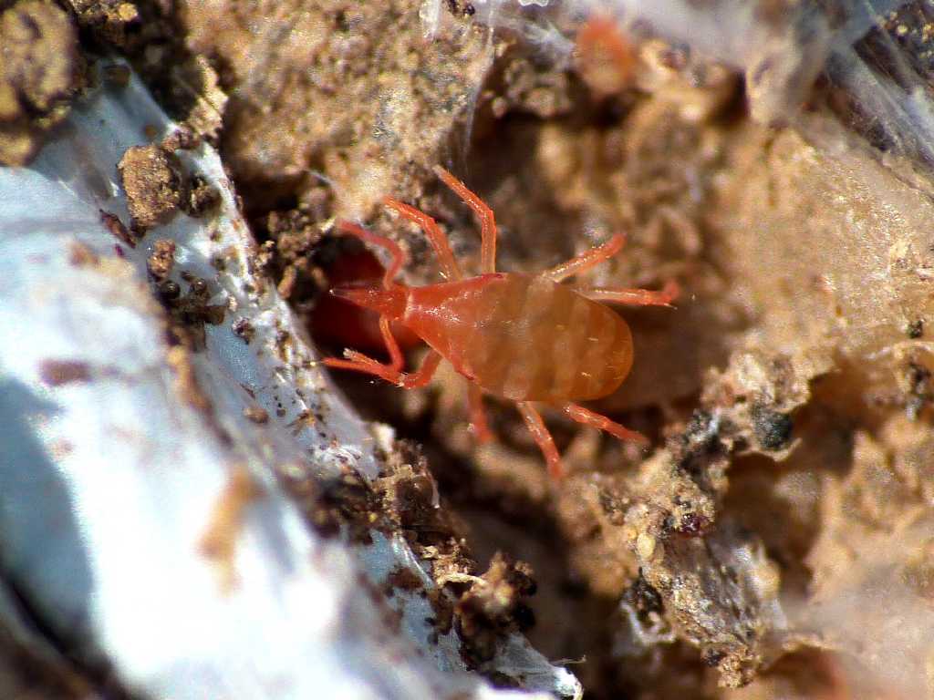 Colonia di acari Bdellidae - Tolfa (RM)